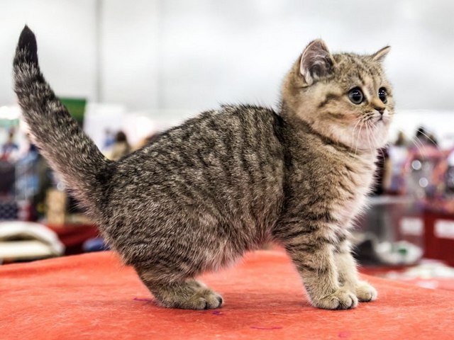 Породы кошек в Железнодорожном | ЗооТом портал о животных