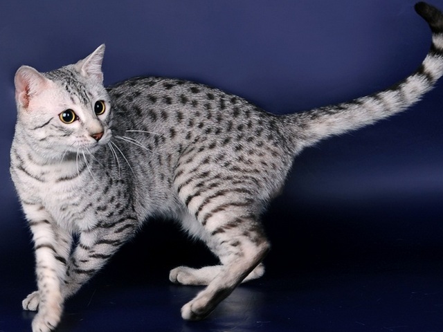 Породы кошек в Железнодорожном | ЗооТом портал о животных
