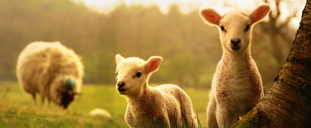 Объявления о сельскохозяйственных животных | ЗооТом - продажа, вязка и услуги для животных в Железнодорожном