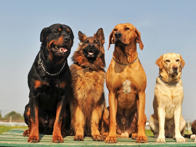 Крупные породы собак в Железнодорожном | ЗооТом портал о животных